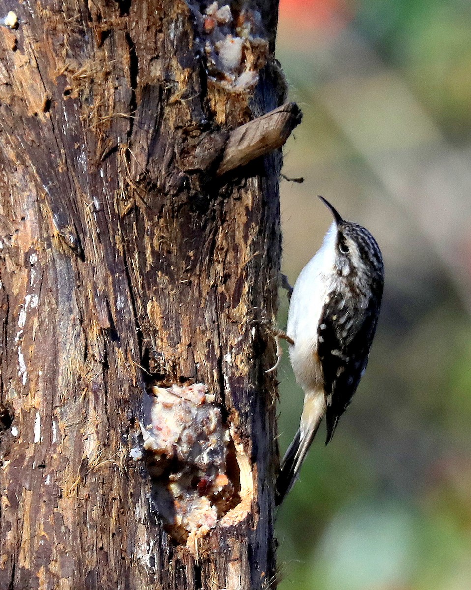 Brown Creeper - ML646076860