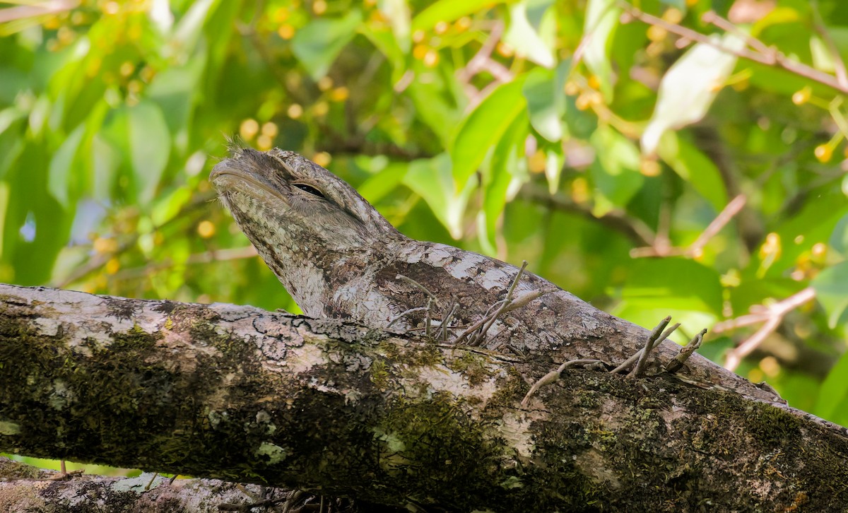 lelkoun papuánský - ML646076863