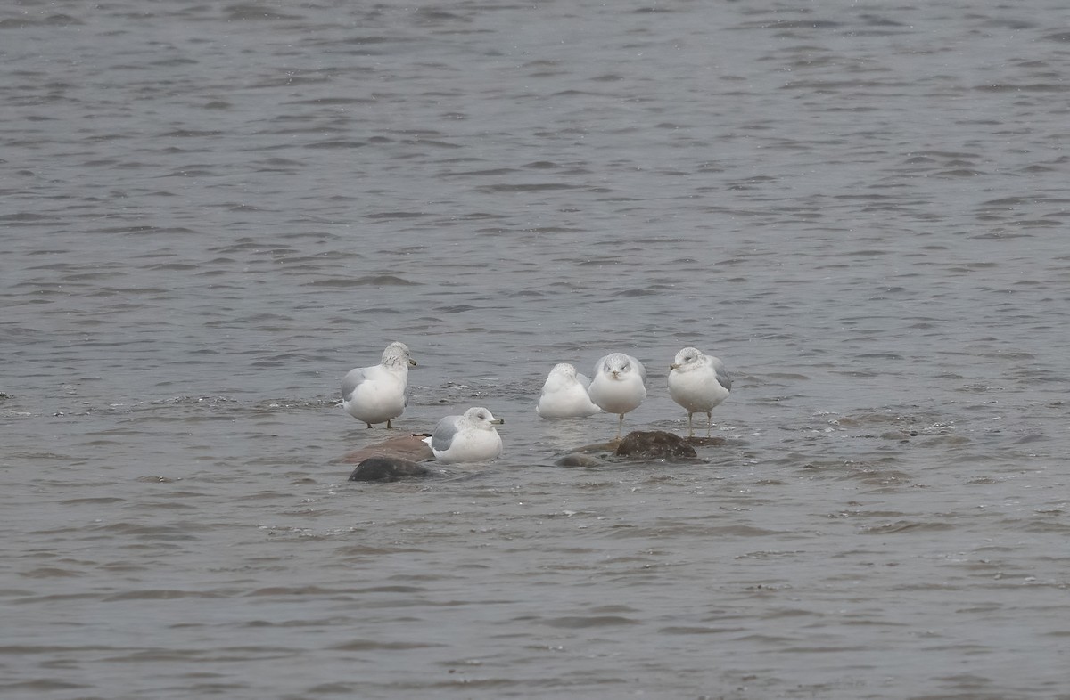Ring-billed Gull - ML646076864