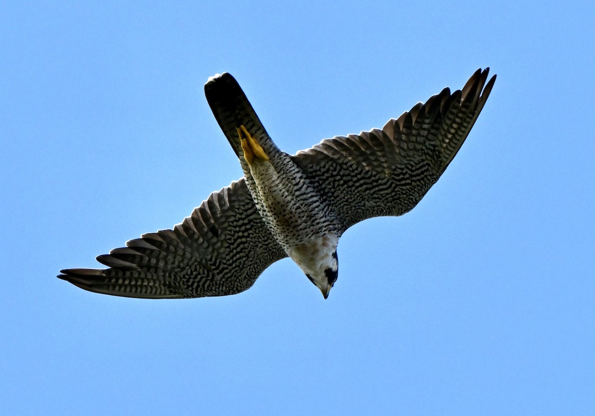 遊隼 - ML646076867