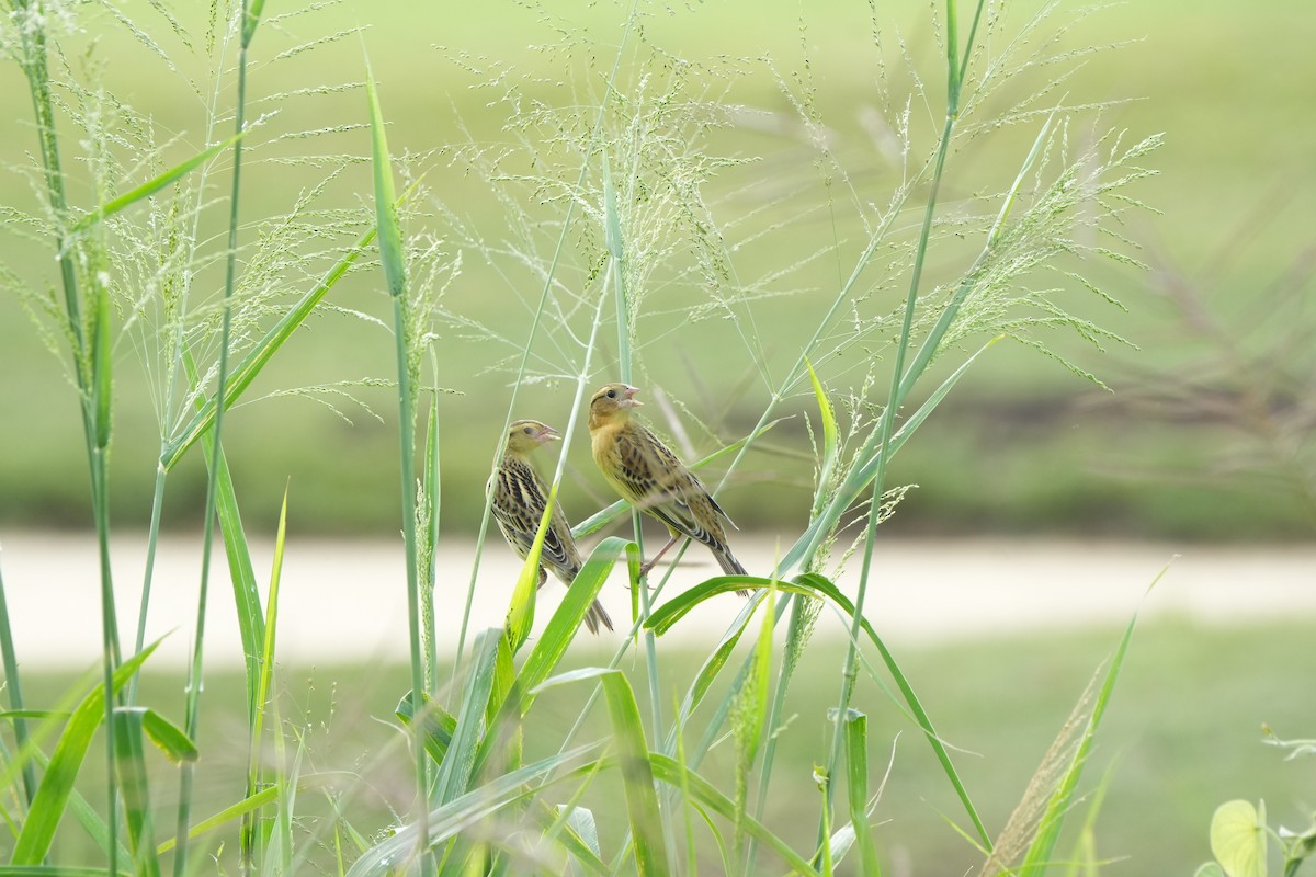 Bobolink - ML646076868
