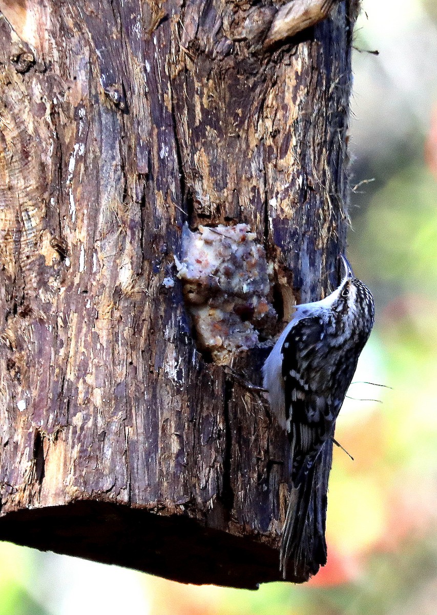 Brown Creeper - ML646076870