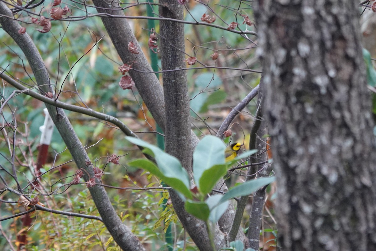 Hooded Warbler - ML646076871