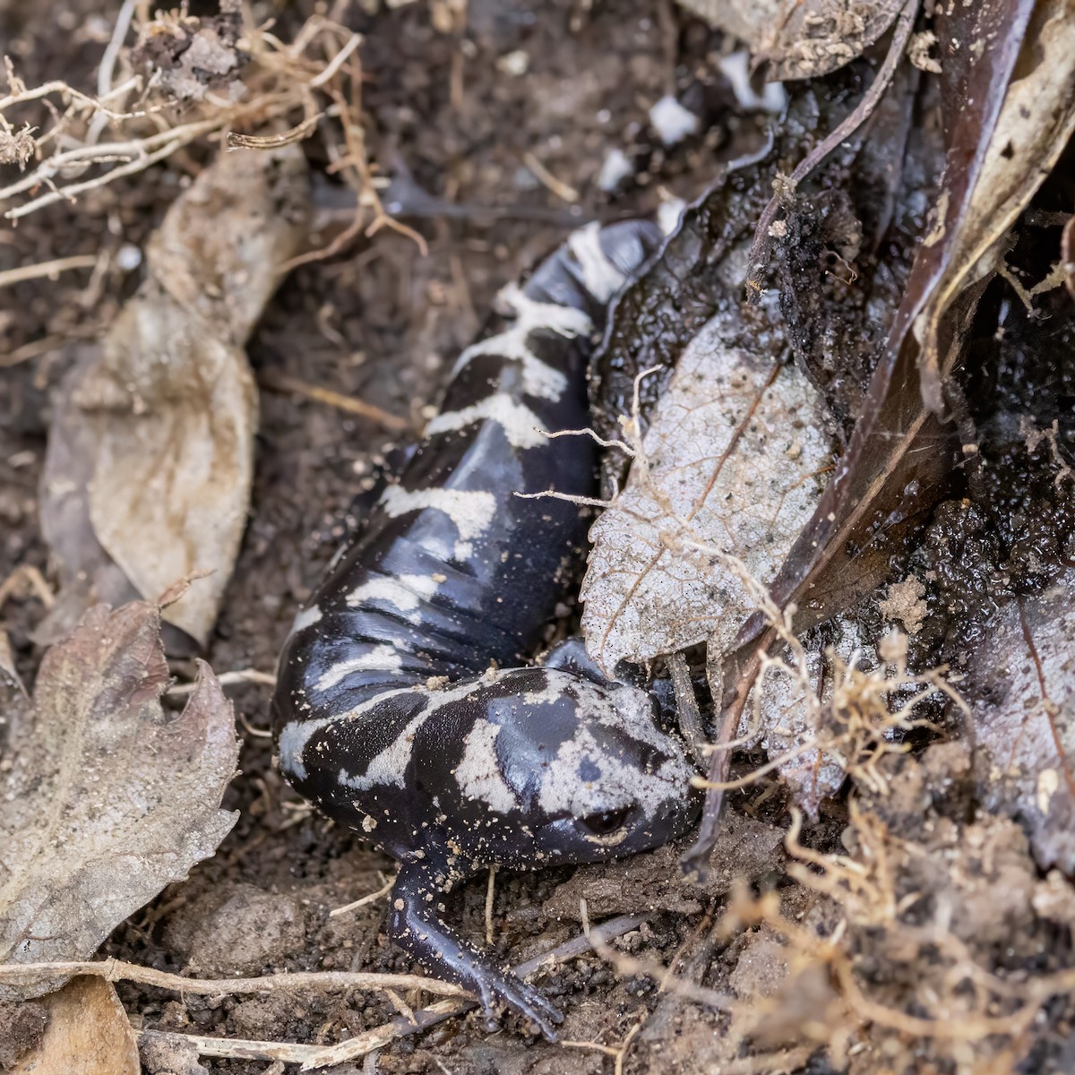 Marbled Salamander - ML646076878