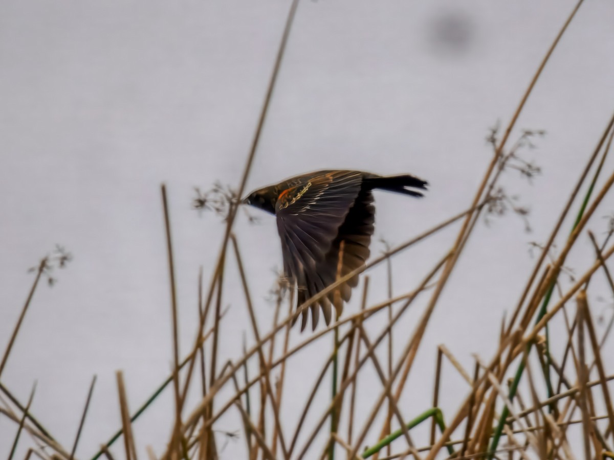 Sargento Tricolor - ML646076883