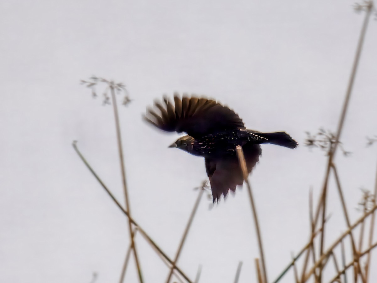 Sargento Tricolor - ML646076885