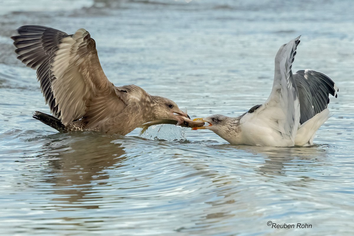 Zafferano - ML646076886