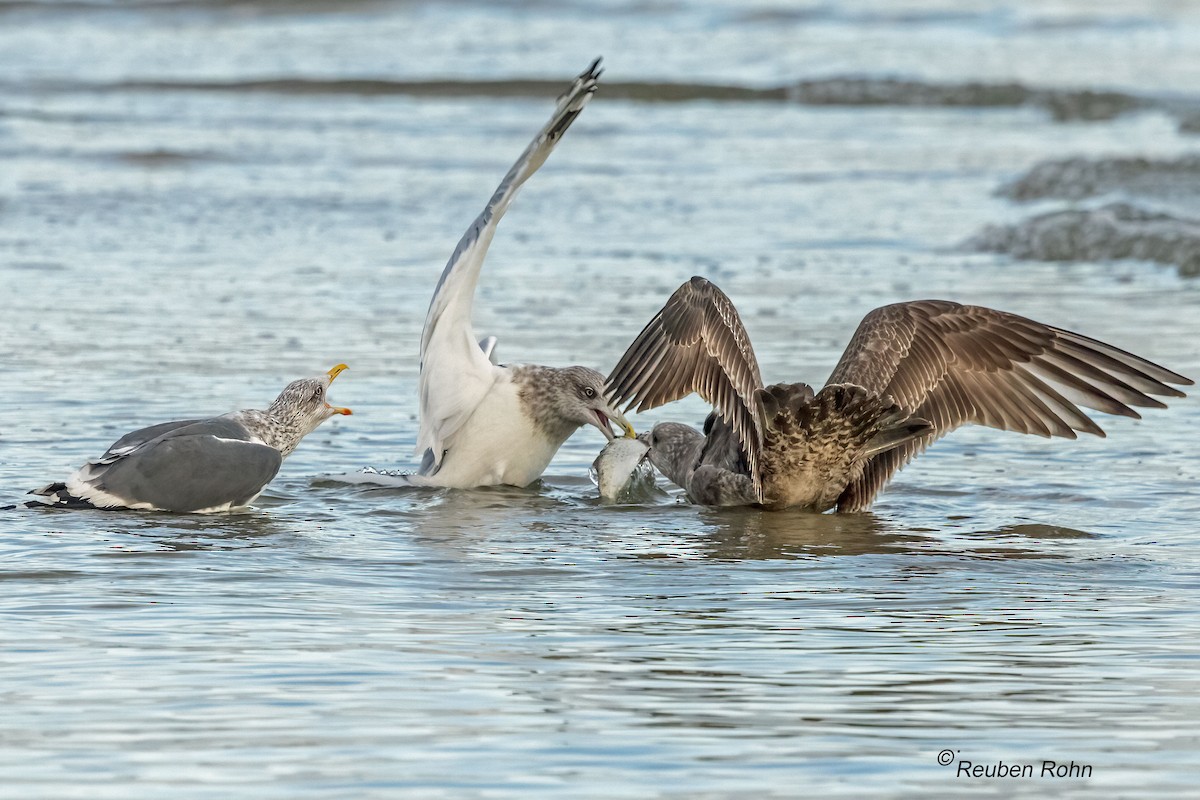 Zafferano - ML646076887