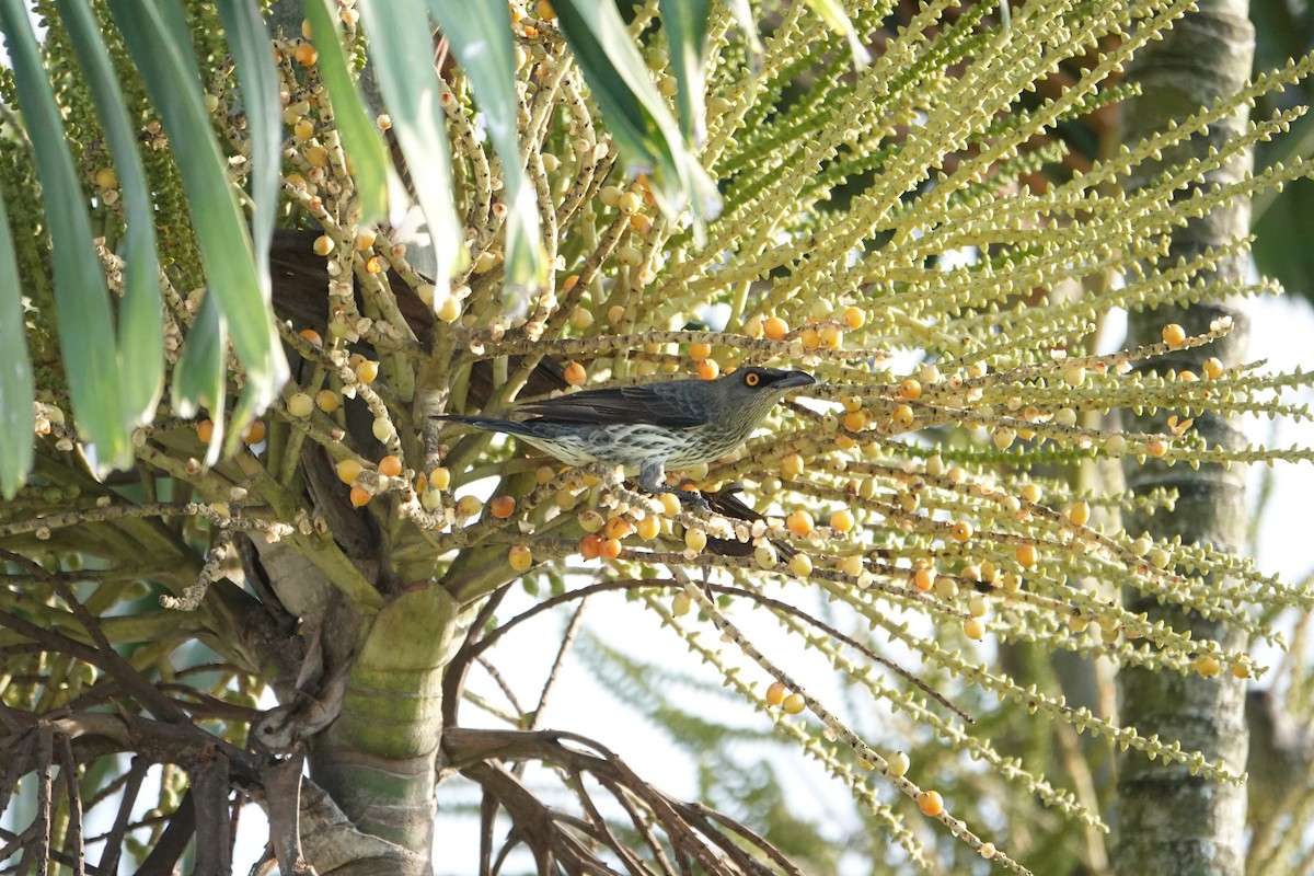 Stourne chanteur - ML646076889