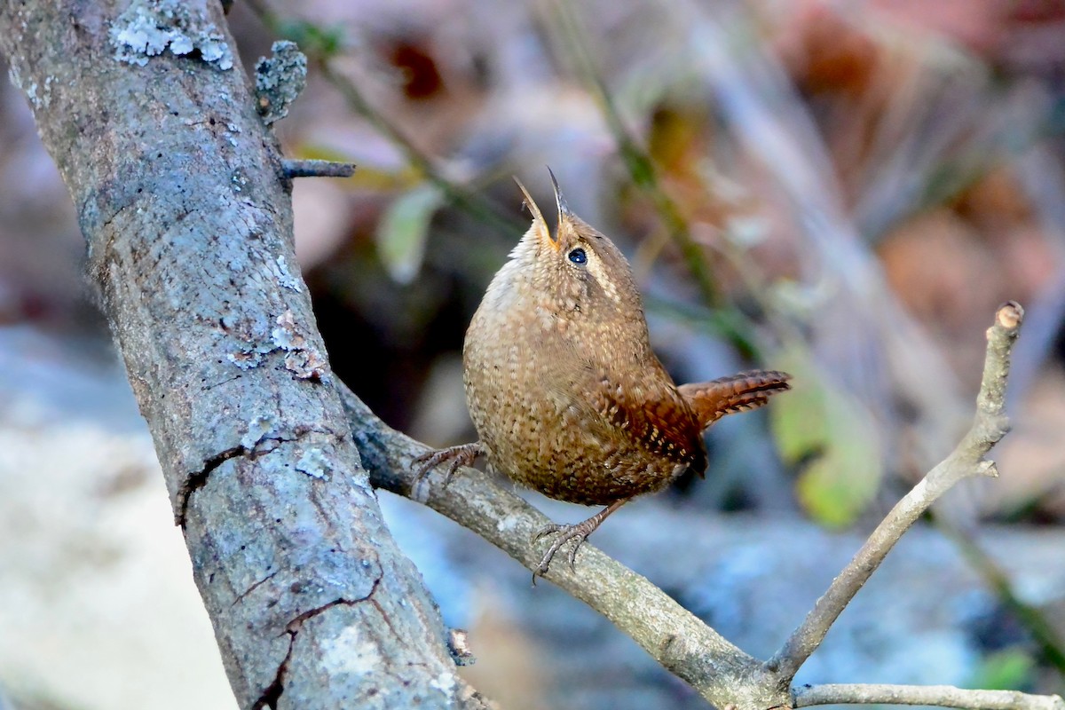 Winter Wren - ML646076911