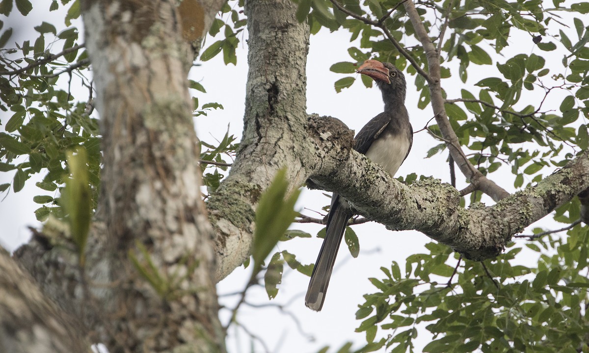 Crowned Hornbill - ML646076916