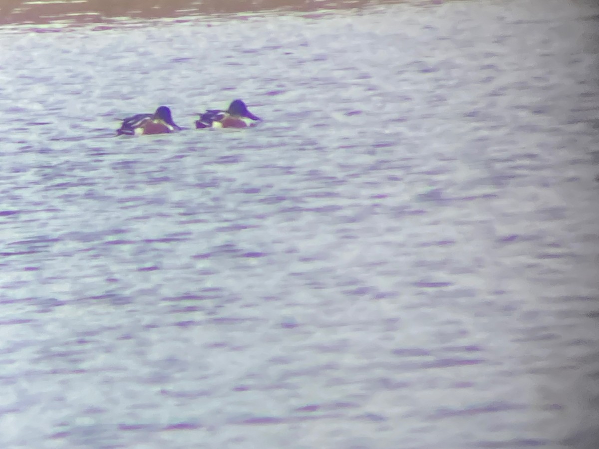 Northern Shoveler - ML646076922