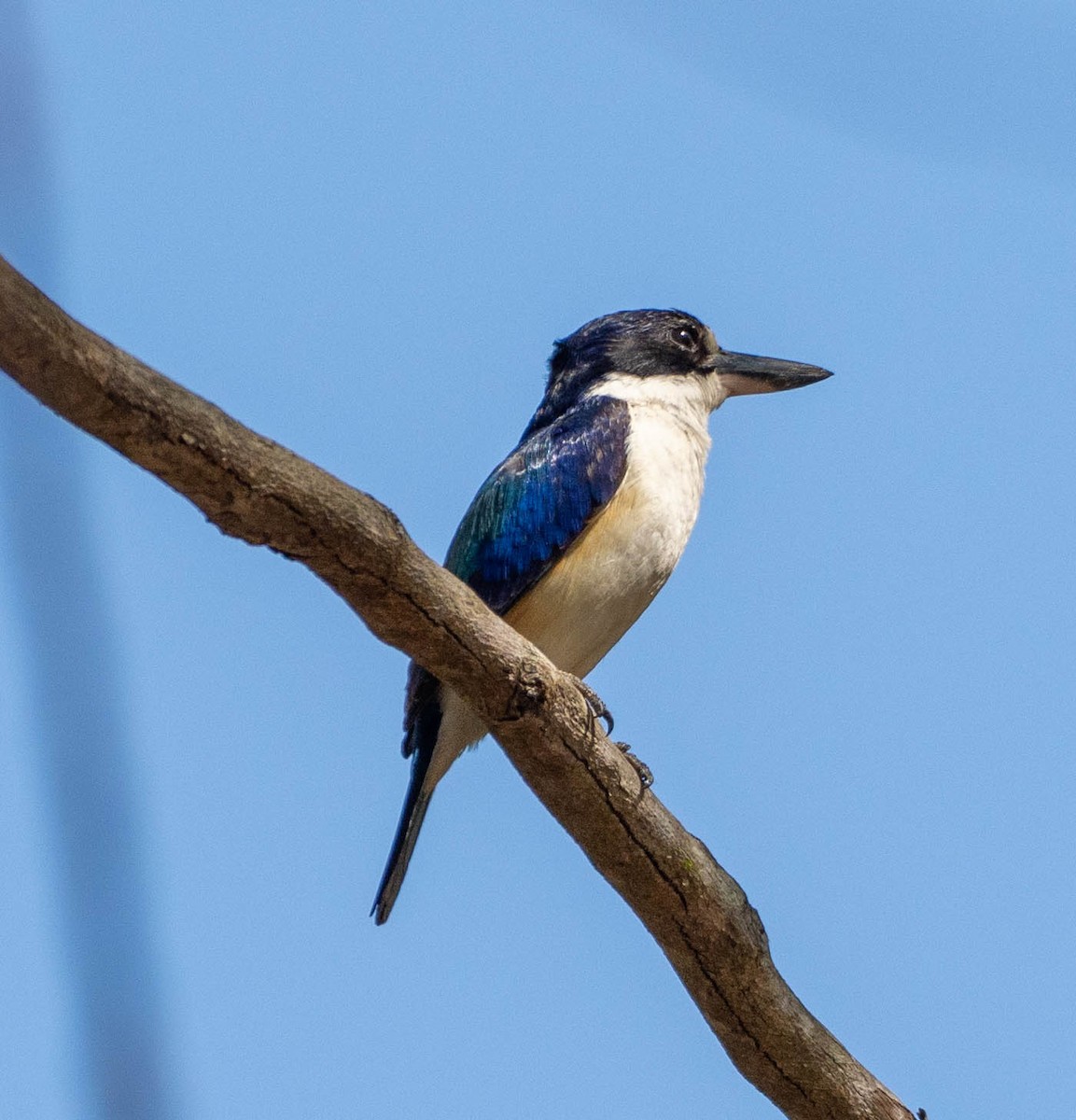 Forest Kingfisher - ML646076923