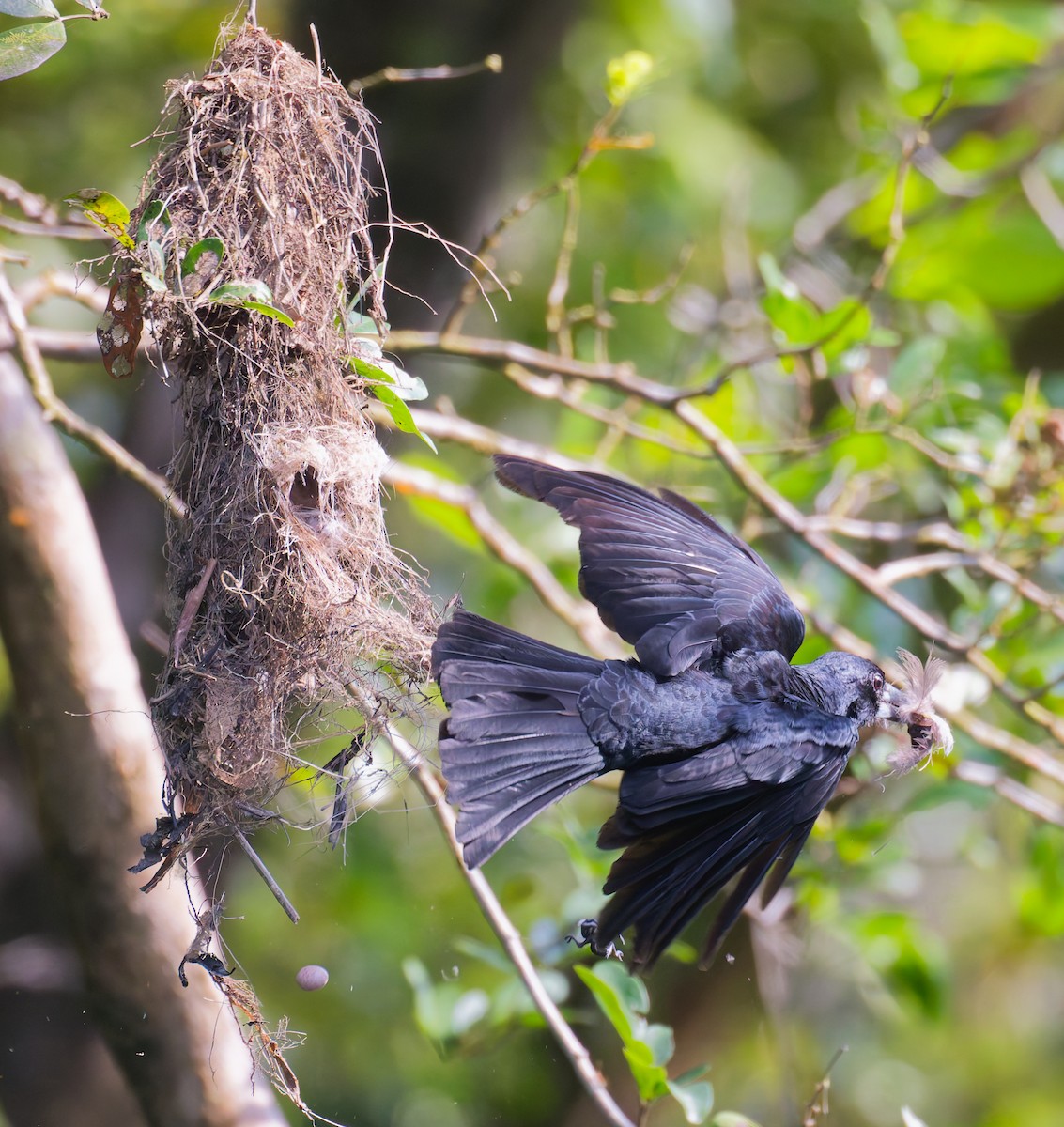 flétňák černý - ML646076930