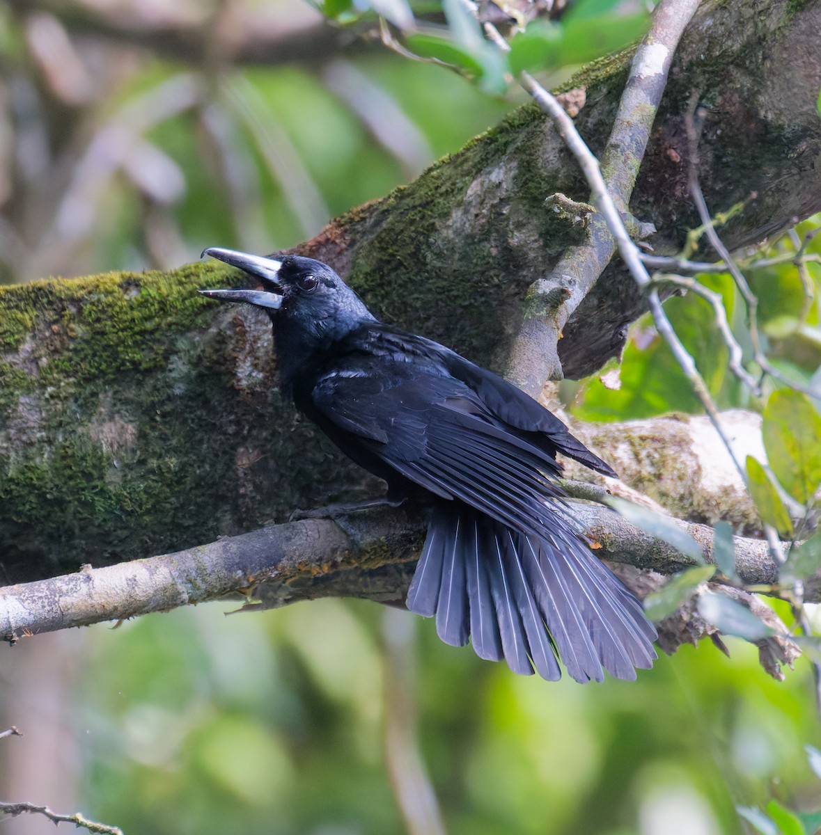 flétňák černý - ML646076931