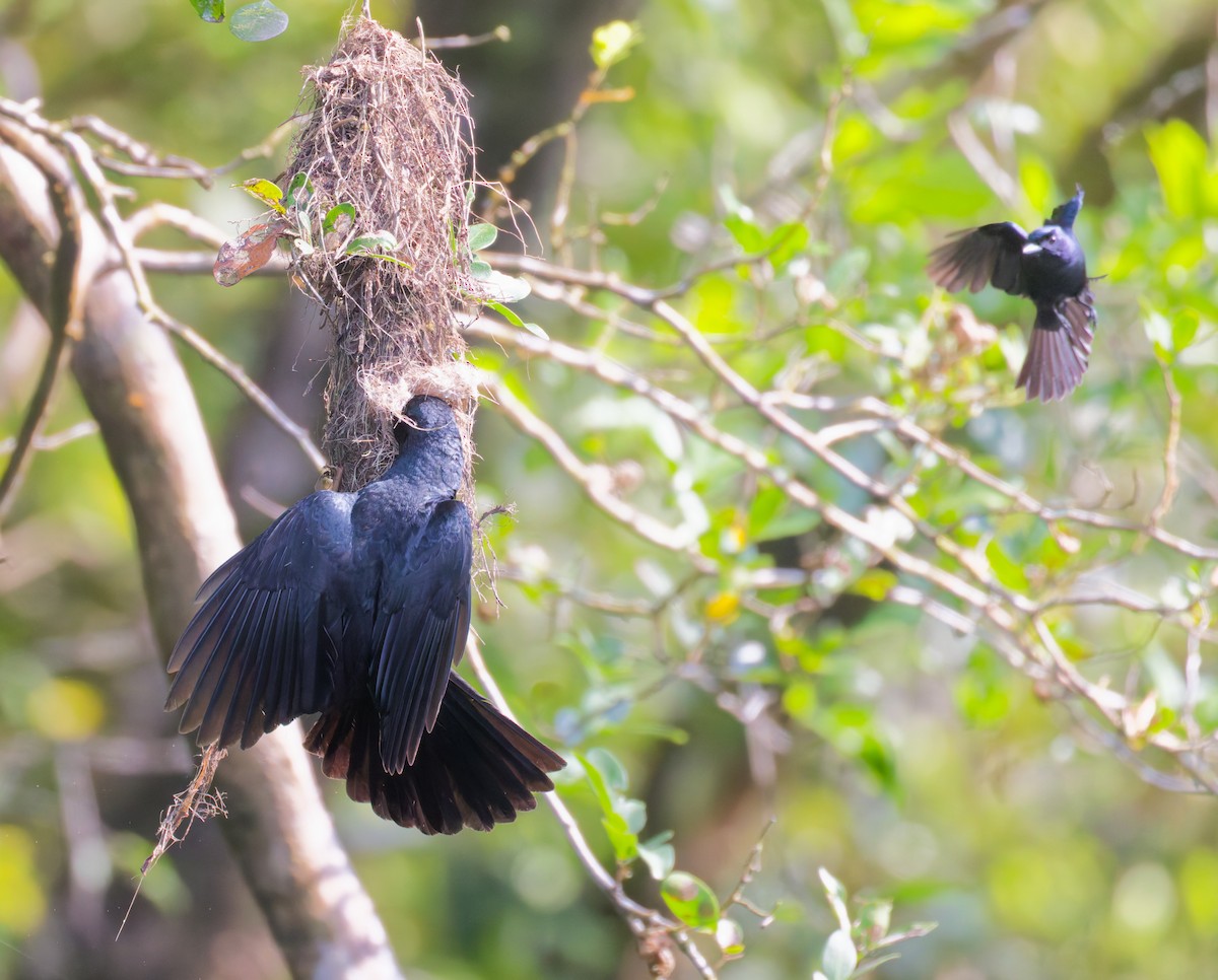 flétňák černý - ML646076932