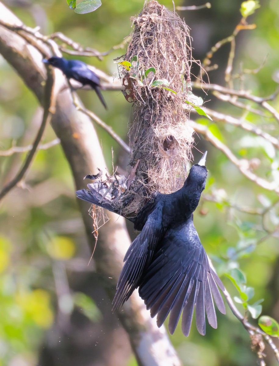 flétňák černý - ML646076933