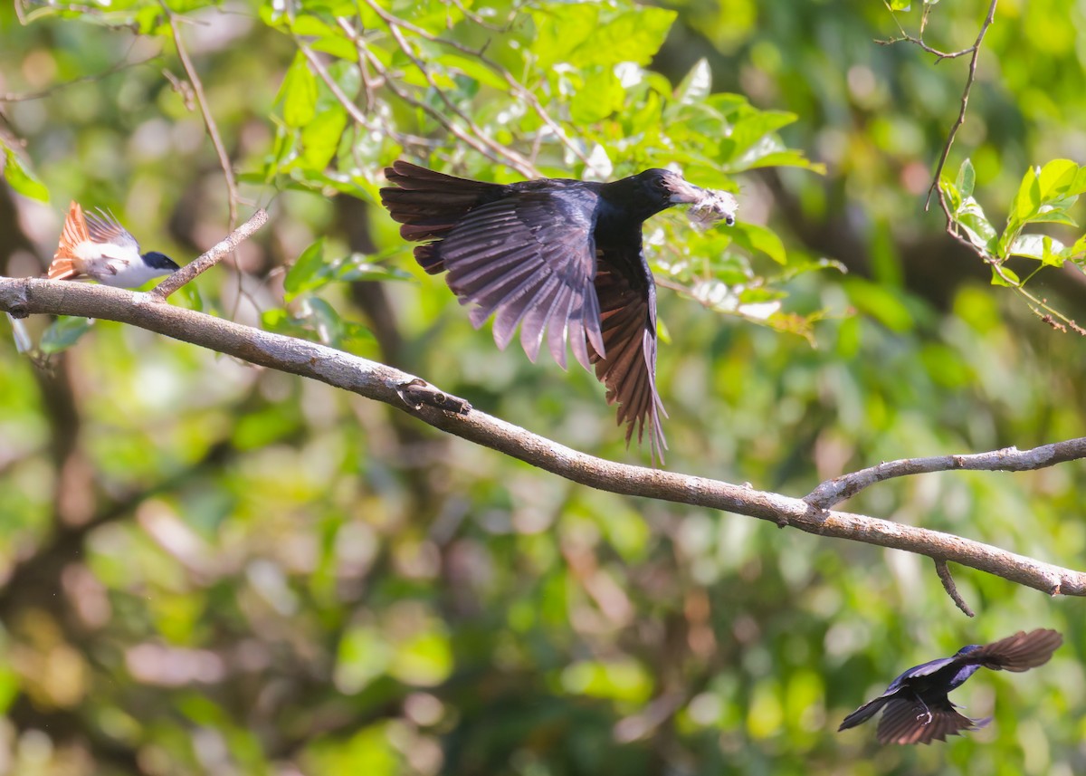 flétňák černý - ML646076934