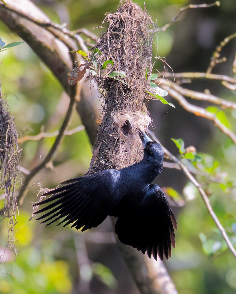 flétňák černý - ML646076935