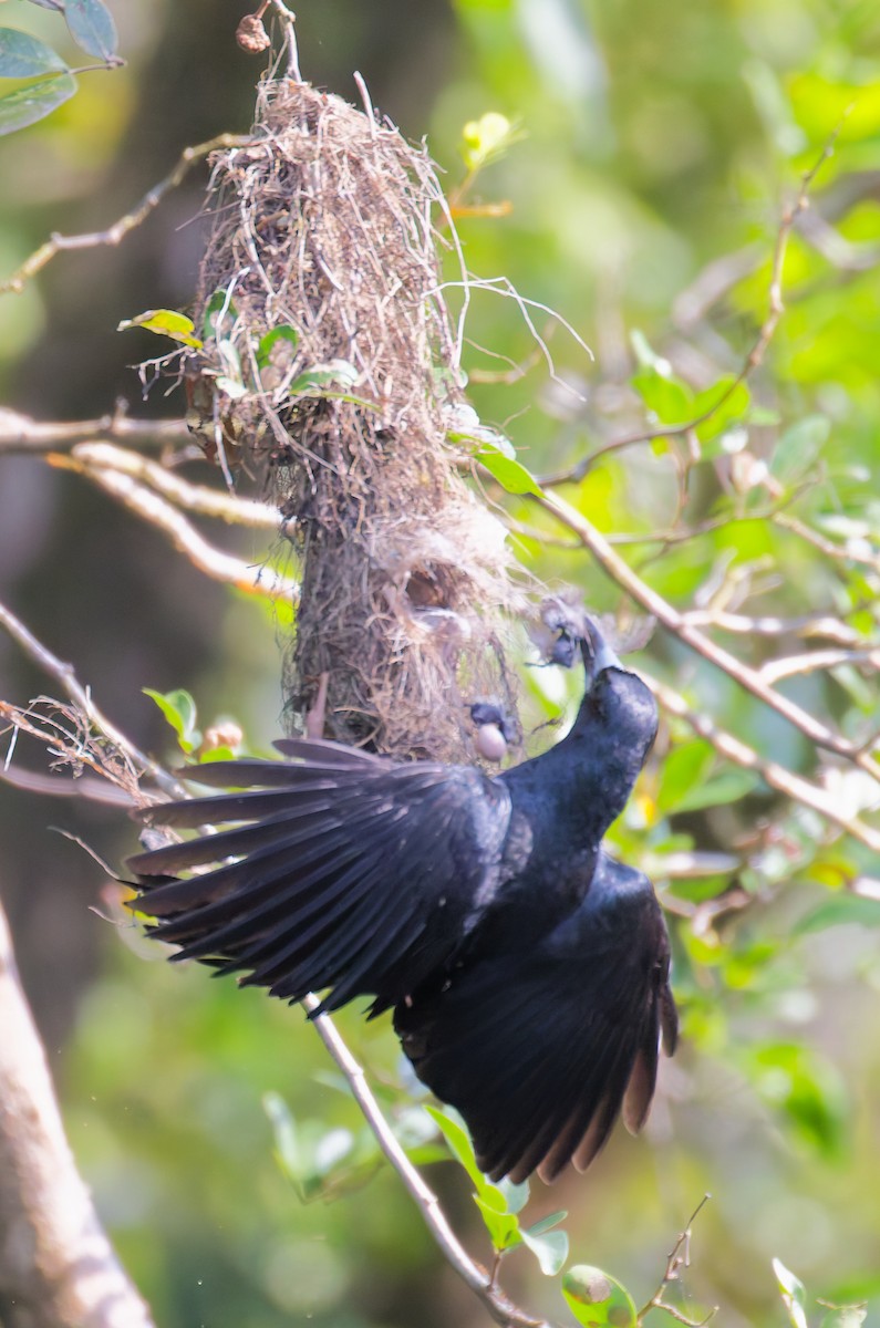 flétňák černý - ML646076937