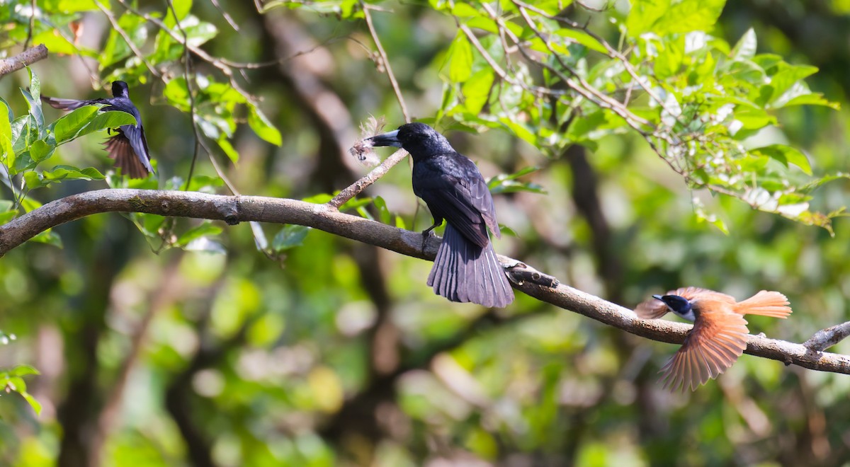 flétňák černý - ML646076938