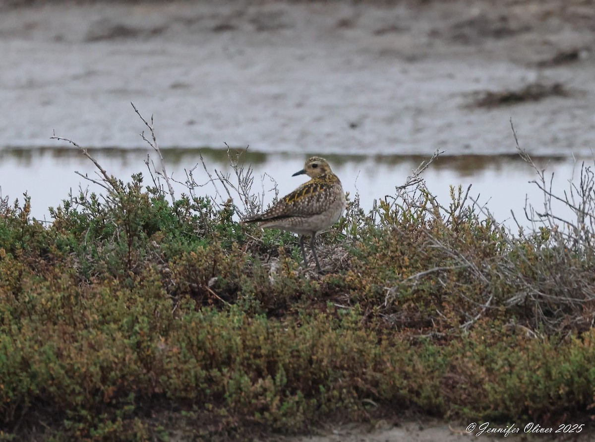 Pacific Golden-Plover - ML646076942