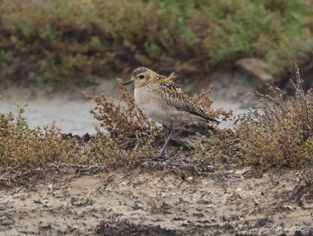 Pacific Golden-Plover - ML646076943