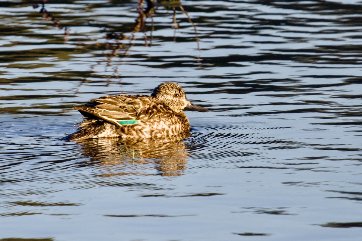 Green-winged Teal - ML646076944