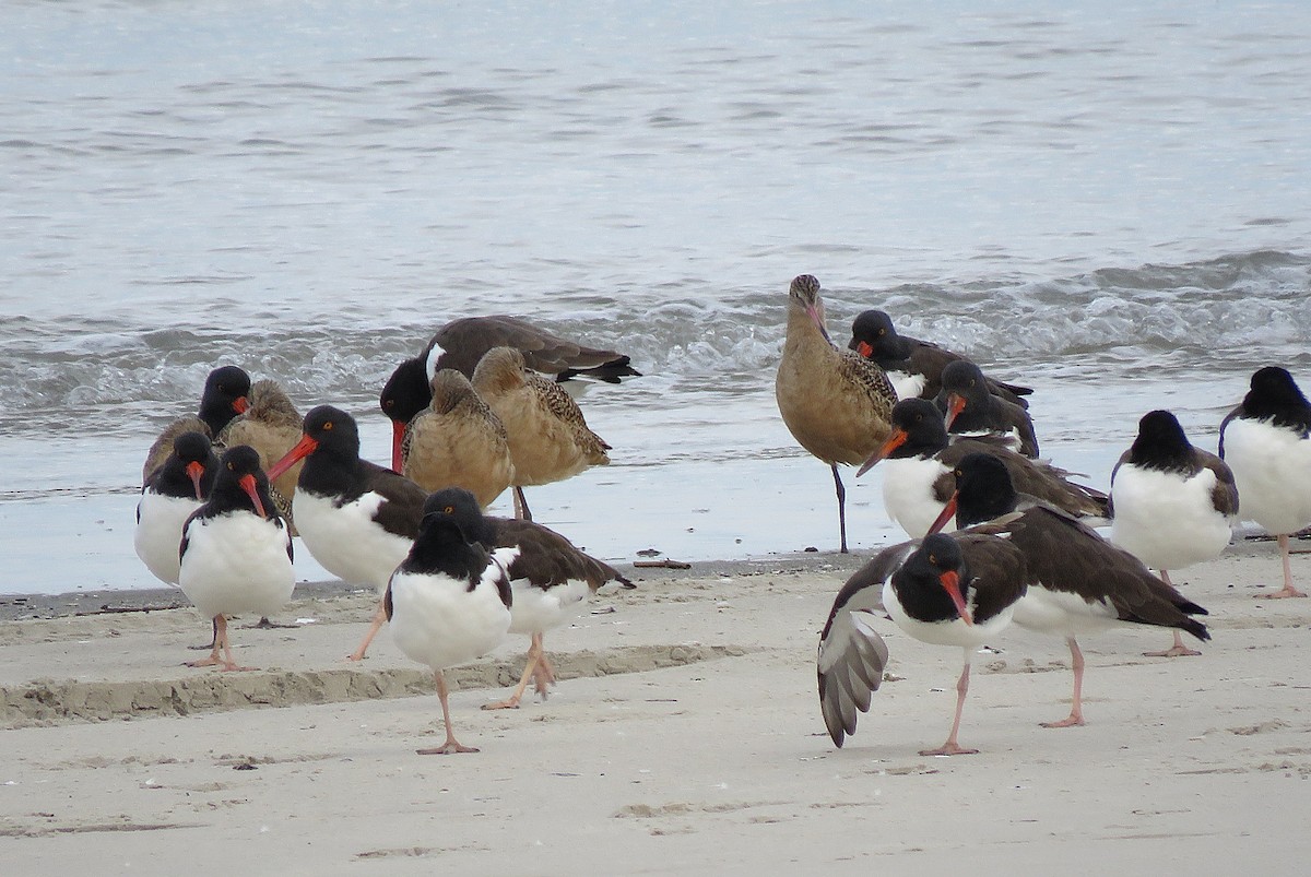 Marbled Godwit - ML646076948