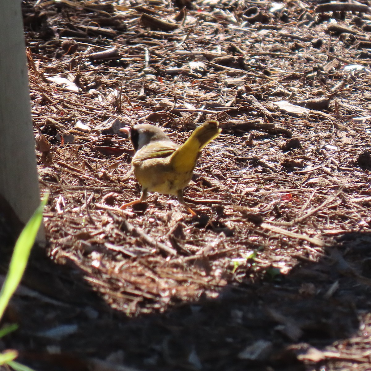 Common Yellowthroat - ML646076958