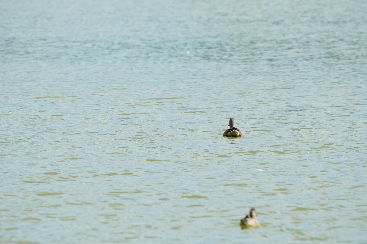 Широконіска північна - ML646076959