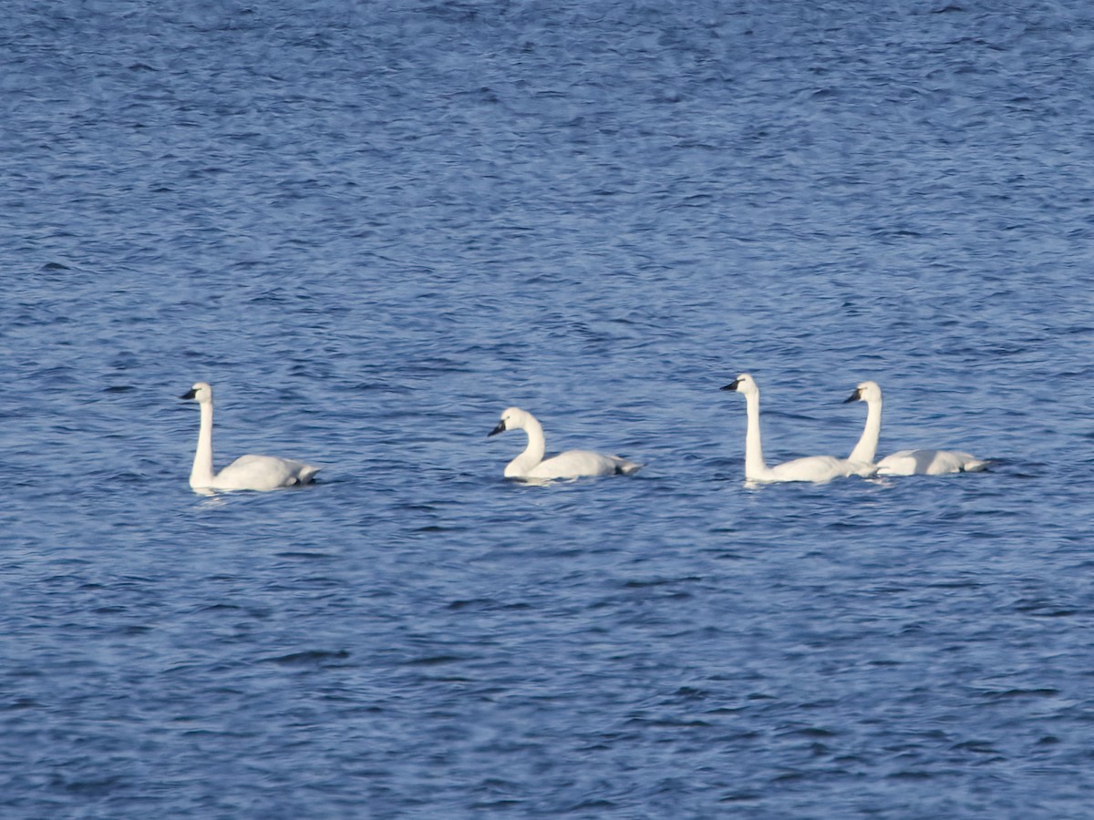 Tundra Swan - ML646076963