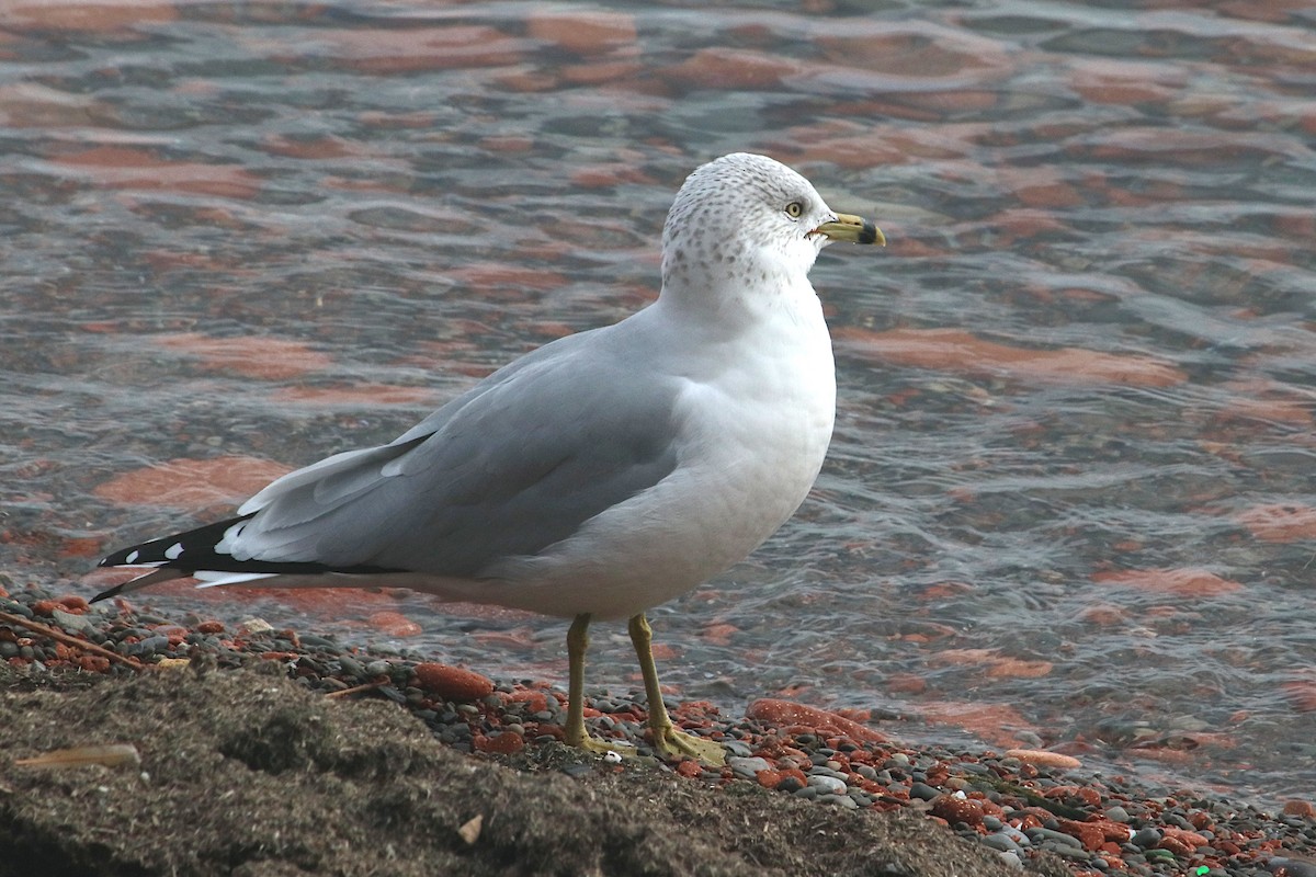 Ring-billed Gull - ML646076964