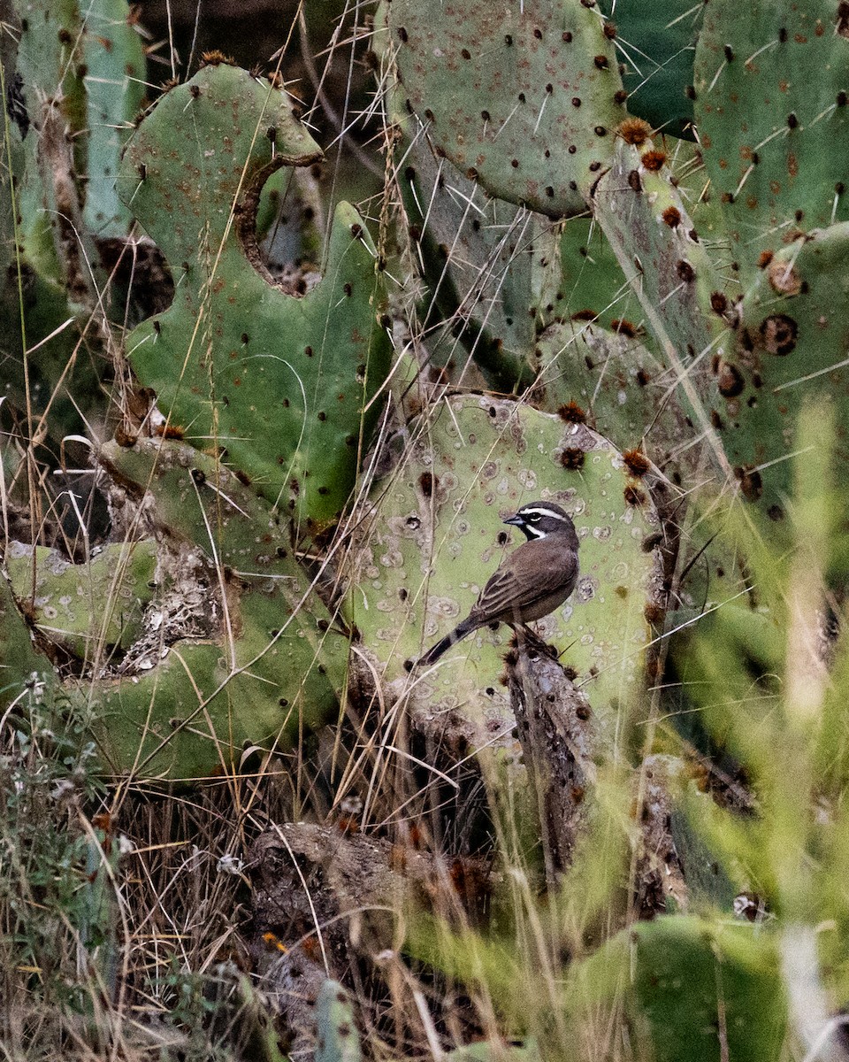 svartstrupespurv - ML646076971