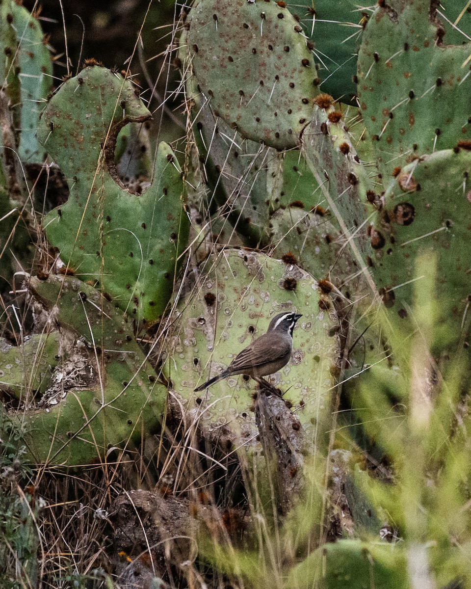 svartstrupespurv - ML646076972