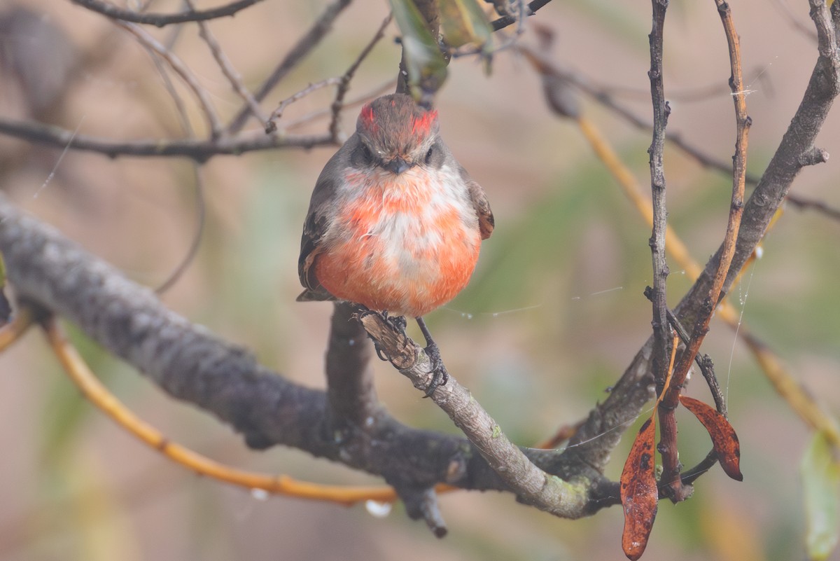 Vermilion Flycatcher - ML646076986
