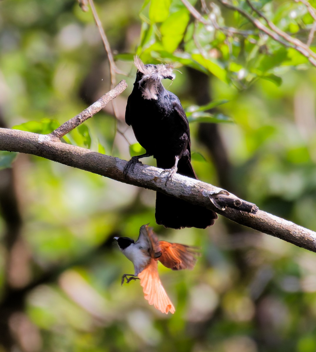 flétňák černý - ML646076990