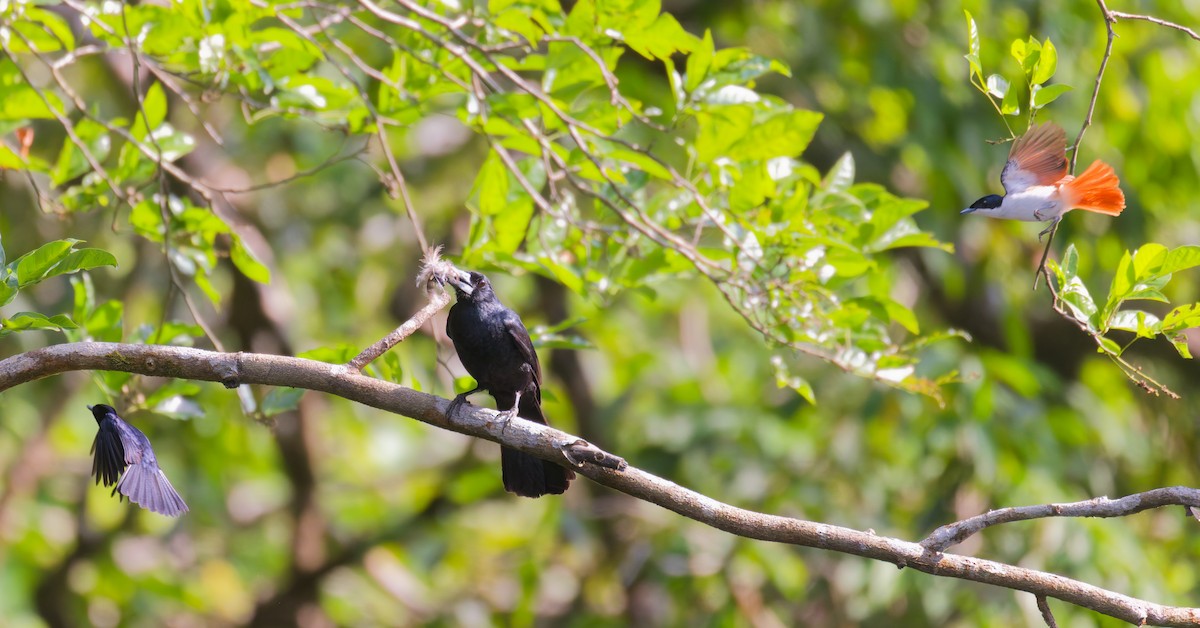 flétňák černý - ML646076991