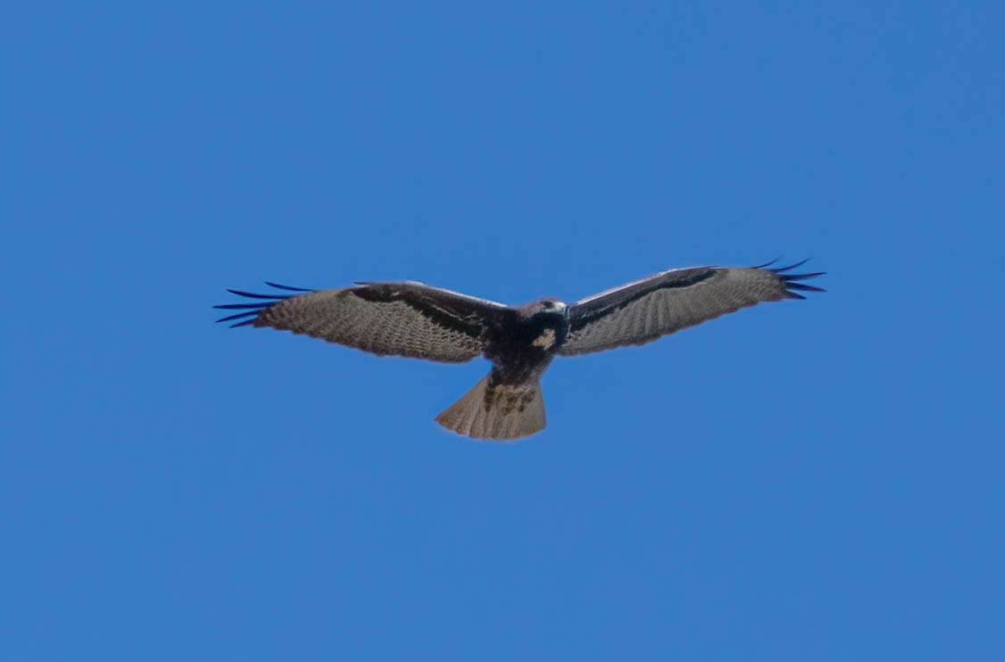 White-tailed Hawk - ML646076993