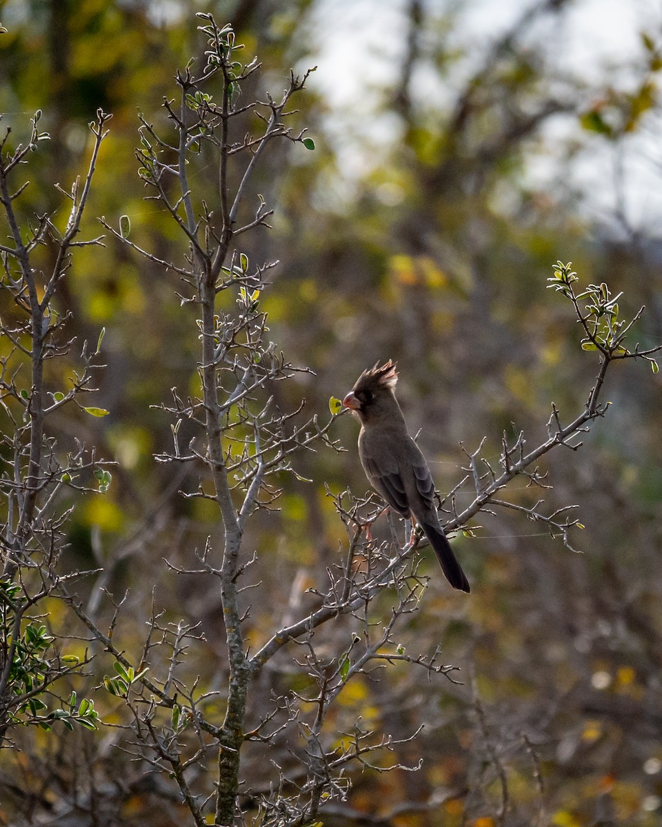 ムネアカコウカンチョウ - ML646076994