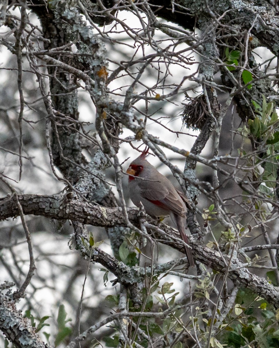 ムネアカコウカンチョウ - ML646076995