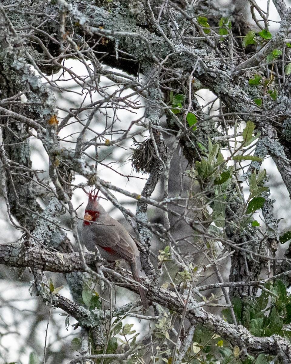 ムネアカコウカンチョウ - ML646076996