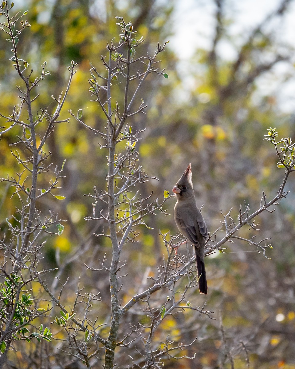 ムネアカコウカンチョウ - ML646076997