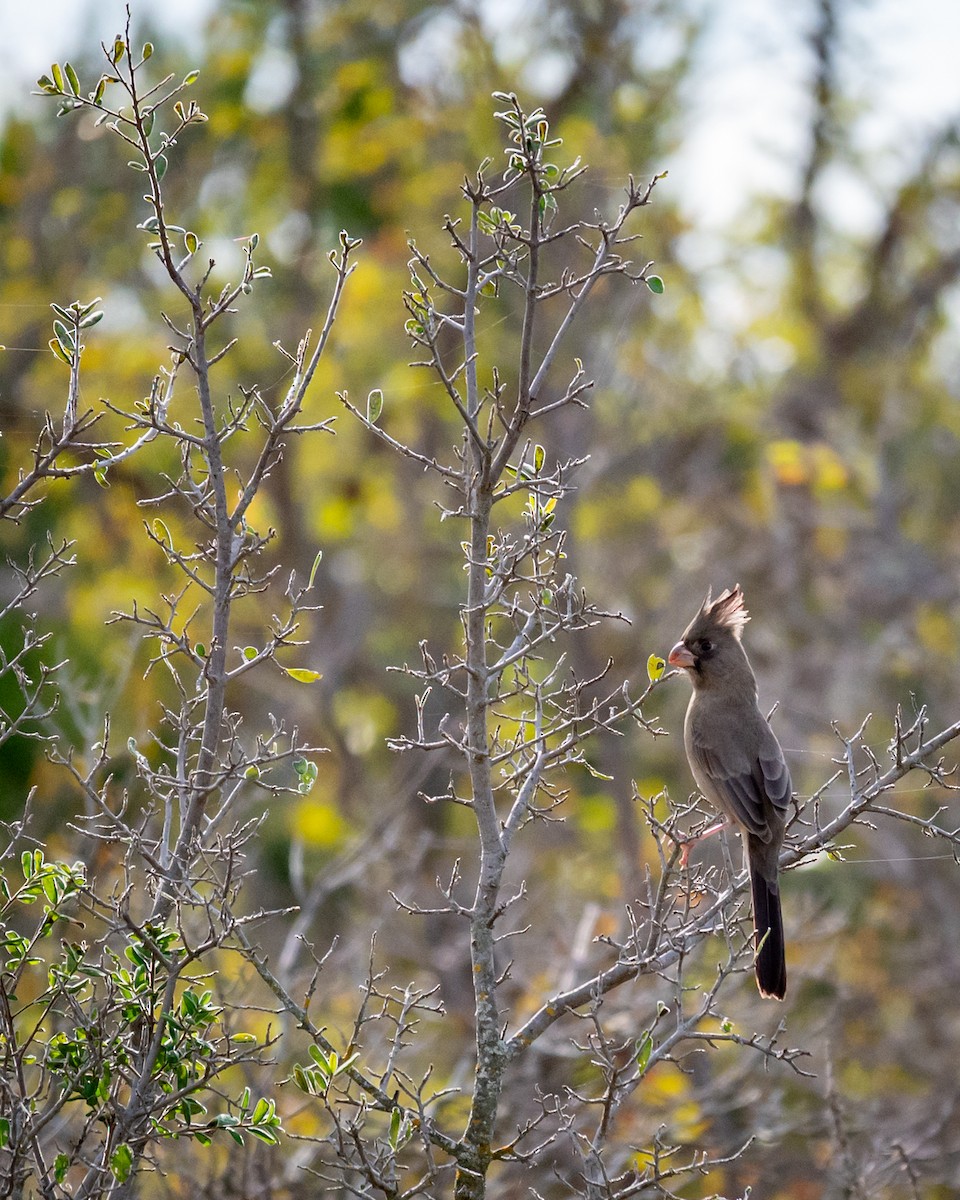 ムネアカコウカンチョウ - ML646076998