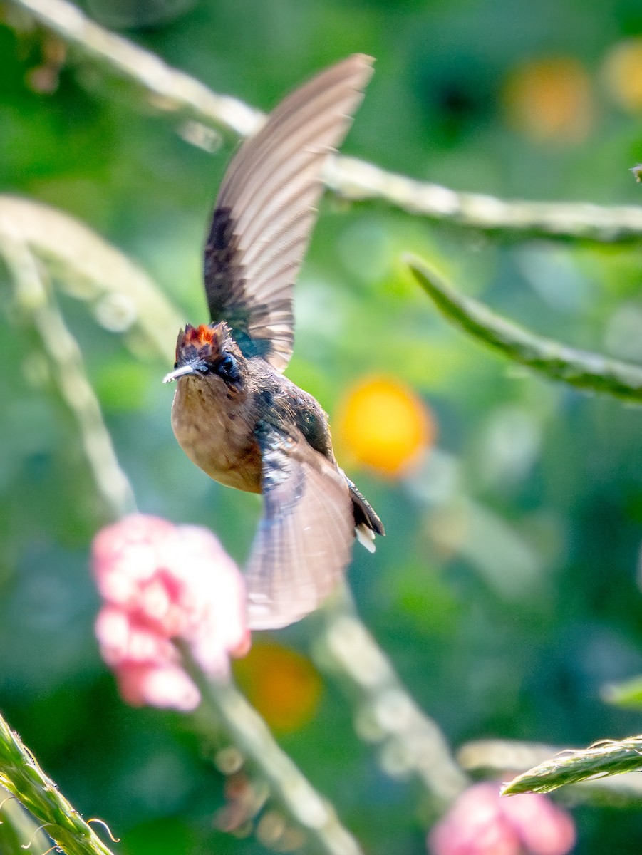 Tolima Blossomcrown - ML646077006