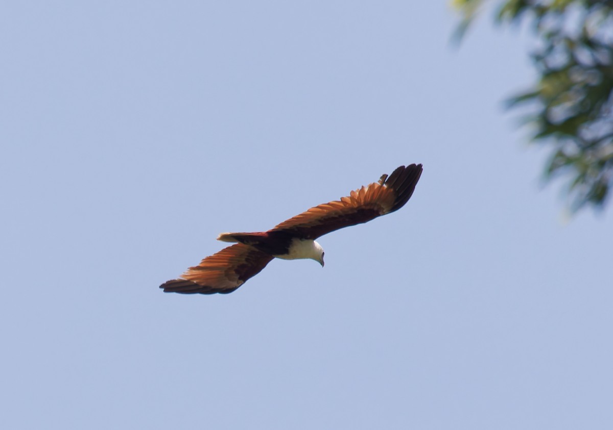 luňák bělohlavý - ML646077025