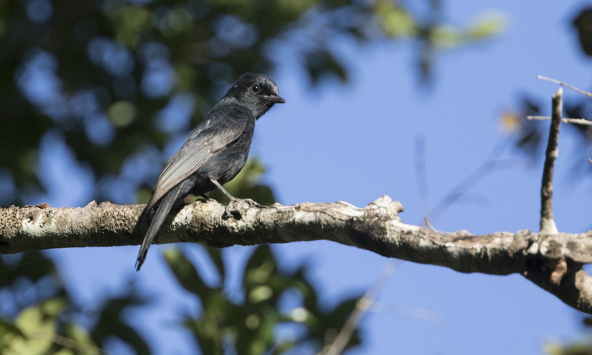 Southern Black-Flycatcher - ML646077026