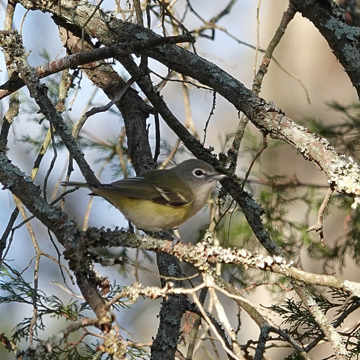 Blue-headed Vireo - ML646077027