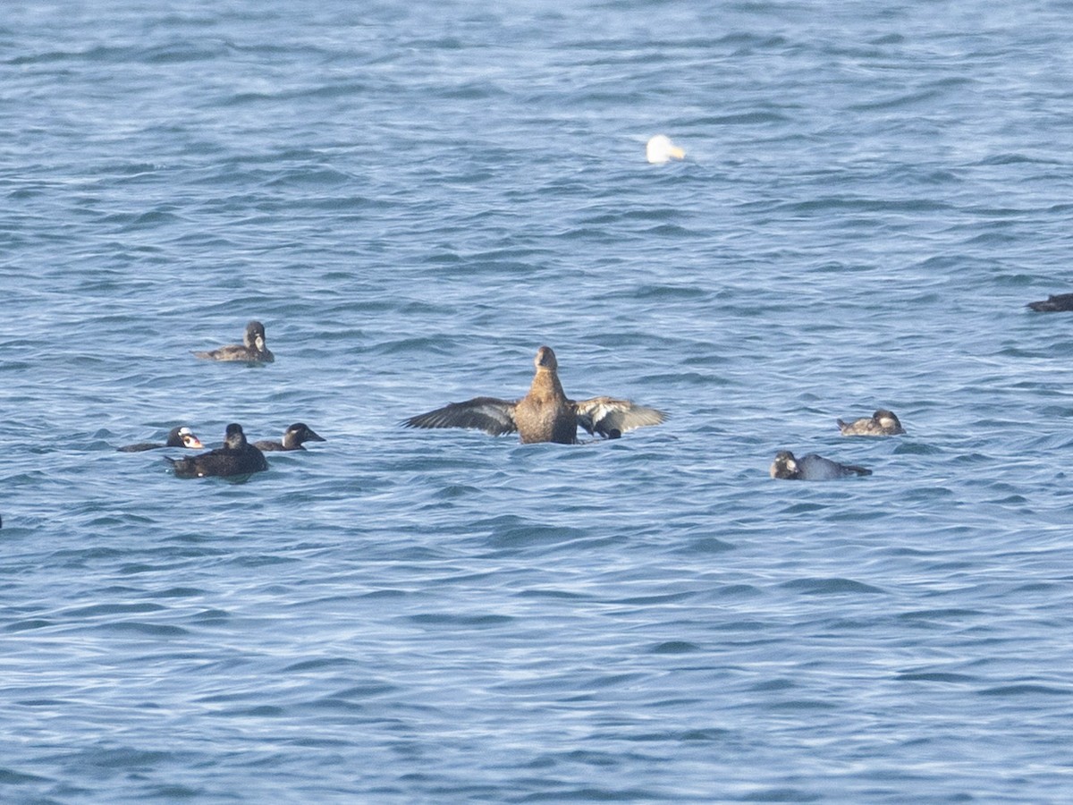 King Eider - ML646077029