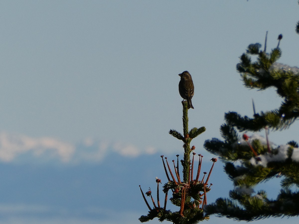 Camachuelo Purpúreo - ML646077039
